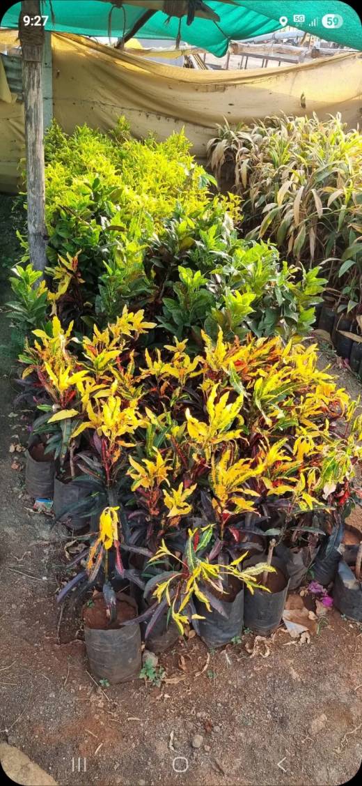 ફ્રુટ plant 🪴,flower plant