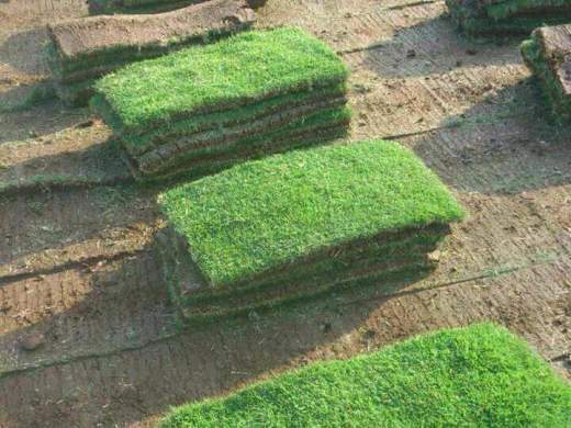 Go Green Garden service